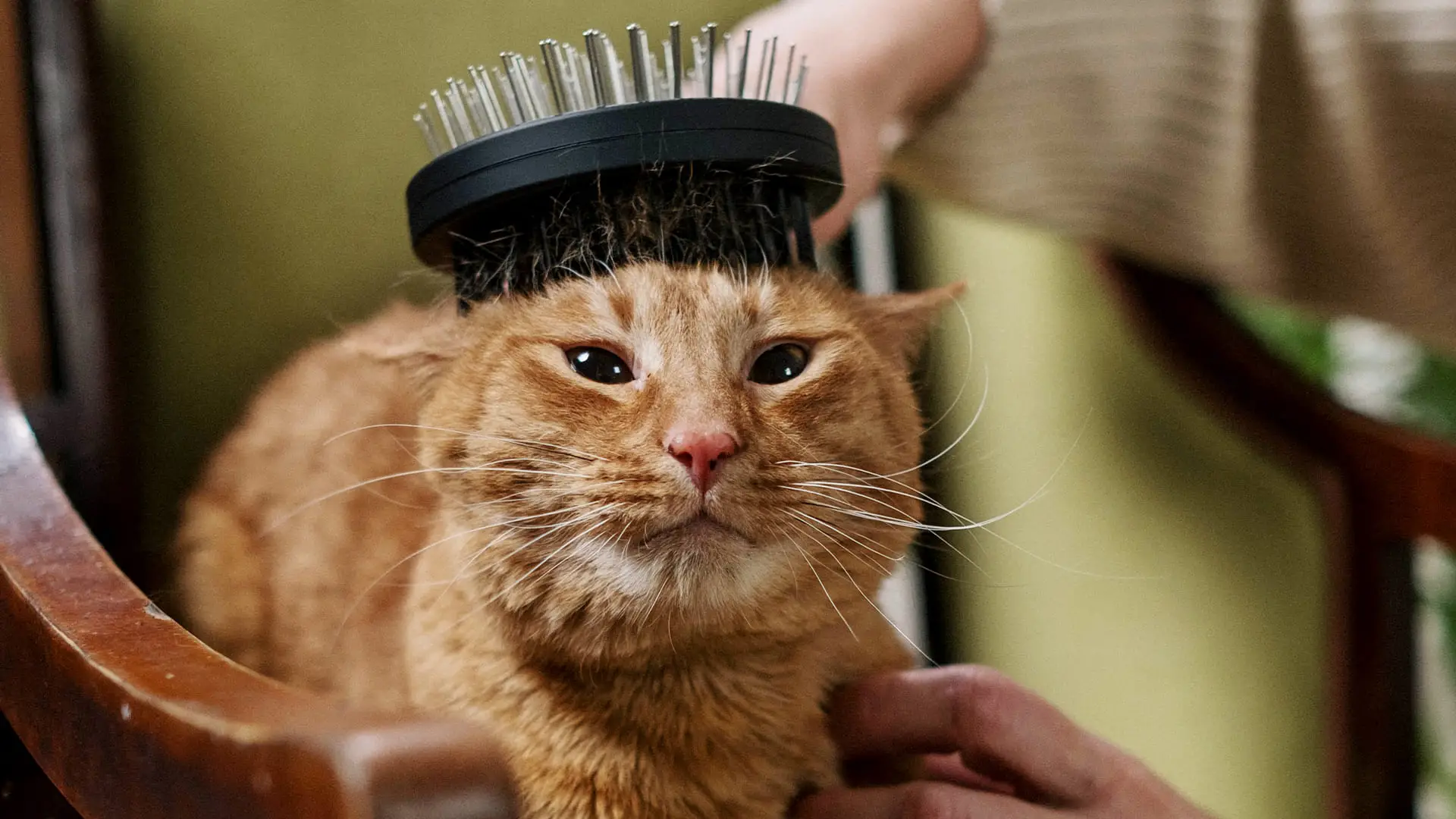 orange cat being brushed