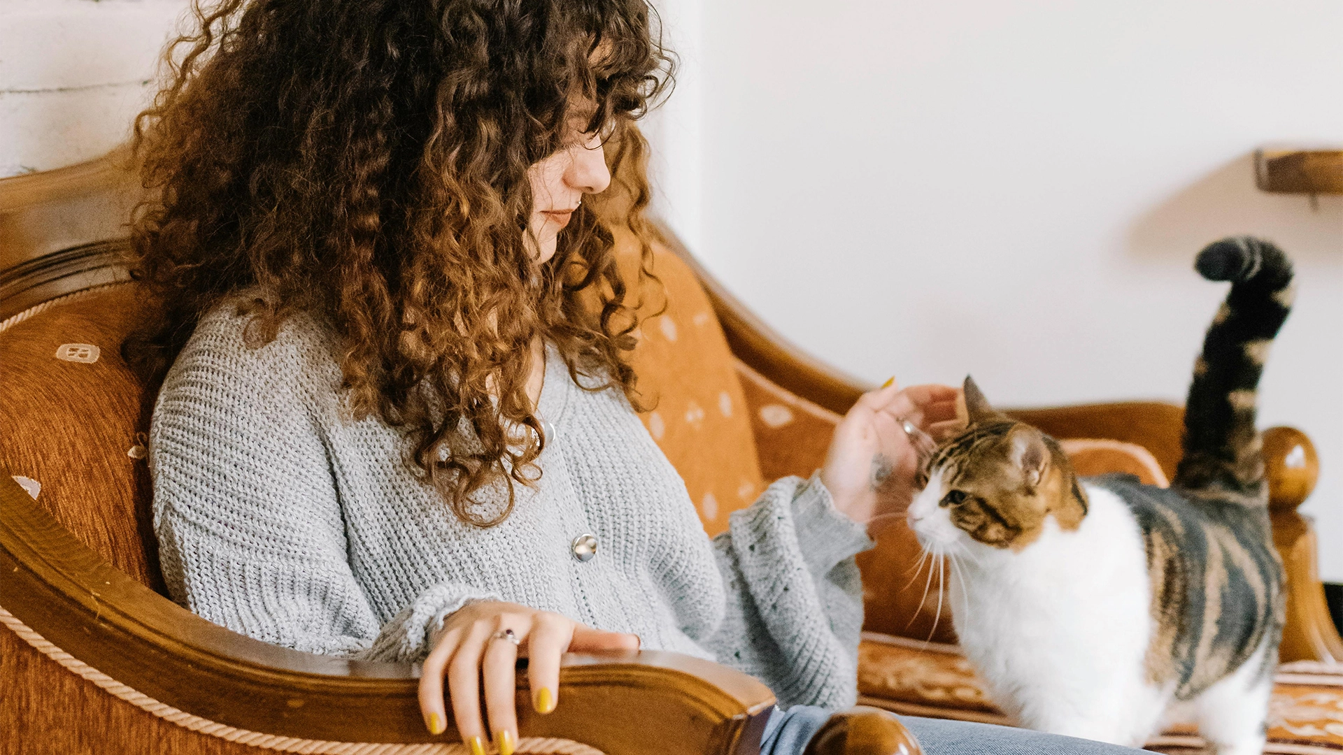 Cattery vs pet sitter: which is actually better for your cat?